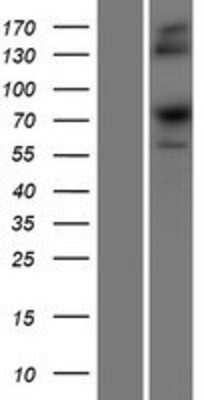 Western Blot: SRP68 Overexpression Lysate (Adult Normal) [NBP2-07369] Left-Empty vector transfected control cell lysate (HEK293 cell lysate); Right -Over-expression Lysate for SRP68.