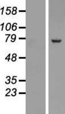 Western Blot SRP72 Overexpression Lysate