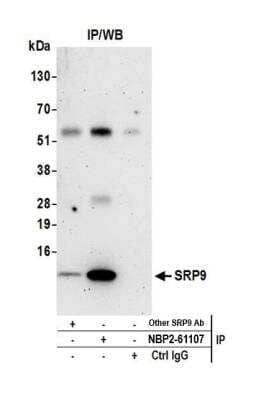 Immunoprecipitation SRP9 Antibody