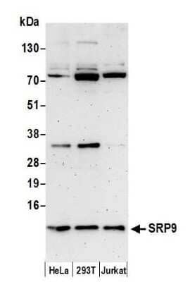 Western Blot SRP9 Antibody