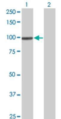 Western Blot: SRPK1 Antibody (1D11) [H00006732-M11] - Analysis of SRPK1 expression in transfected 293T cell line by SRPK1 monoclonal antibody (M11), clone 1D11. Lane 1: SRPK1 transfected lysatE (92.407 KDa). Lane 2: Non-transfected lysate.