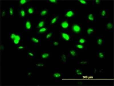 Immunocytochemistry/Immunofluorescence: SRPK1 Antibody (4G12) [H00006732-M10] - Analysis of monoclonal antibody to SRPK1 on HeLa cell. Antibody concentration 10 ug/ml