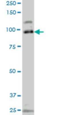 Western Blot: SRPK1 Antibody (4G12) [H00006732-M10] - Analysis of SRPK1 expression in Jurkat (Cat # L017V1).