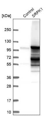 Western Blot: SRPK1 Antibody [NBP1-87050] - Analysis in control (vector only transfected HEK293T lysate) and SRPK1 over-expression lysate (Co-expressed with a C-terminal myc-DDK tag (3.1 kDa) in mammalian HEK293T cells).