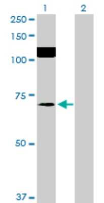 Western Blot: SRPK2 Antibody [H00006733-B01P] - Analysis of SRPK2 expression in transfected 293T cell line by SRPK2 polyclonal antibody.  Lane 1: SRPK2 transfected lysate(76.89 KDa). Lane 2: Non-transfected lysate.