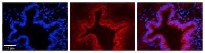 Immunohistochemistry: SRPRB Antibody [NBP1-59710] - Formalin Fixed Paraffin Embedded Tissue: Human Bronchial Epithelial Tissue Observed Staining: Cytoplasmic Primary Antibody Concentration: 1:100 Other Working Concentrations: 1/600 Secondary Antibody: Donkey anti-Rabbit-Cy3 Secondary Antibody Concentration: 1:200 Magnification: 20X Exposure Time: 0.5 - 2.0 sec