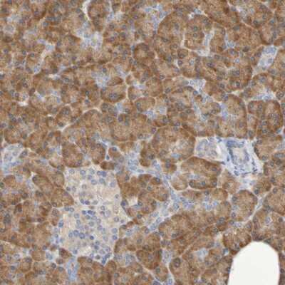 Immunohistochemistry-Paraffin: SRPRB Antibody [NBP1-89035] - Staining of human pancreas shows strong cytoplasmic positivity in exocrine glandular cells.