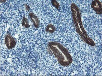 Immunohistochemistry: SRPRB Antibody (OTI1D9) - Azide and BSA Free [NBP2-74350] - Staining of paraffin-embedded Human endometrium tissue using anti-SRPRB mouse monoclonal antibody.