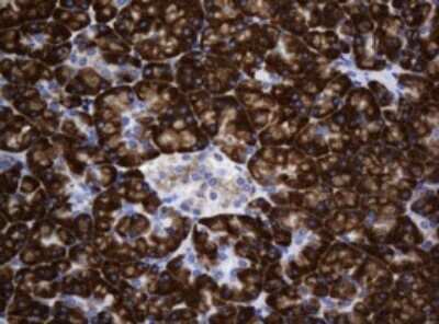 Immunohistochemistry: SRPRB Antibody (OTI2D4) - Azide and BSA Free [NBP2-74351] - Analysis of Human pancreas tissue. (Heat-induced epitope retrieval by 10mM citric buffer, pH6.0, 120C for 3min)