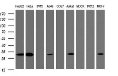 Western Blot: SRPRB Antibody (OTI2D4) - Azide and BSA Free [NBP2-74351] - Analysis of extracts (35ug) from 9 different cell lines (HepG2: human; HeLa: human; SVT2: mouse; A549: human; COS7: monkey; Jurkat: human; MDCK: canine; PC12: rat; MCF7: human).