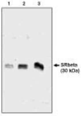 Western Blot: SRPRB Antibody [NBP2-66584] - Western blot analysis using SRPRB antibody on 3 (1), 6 (2) and 12 (3) ng of canine microsomal protein.