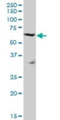 Western Blot: SRPX Antibody [H00008406-B01P] - Analysis of SRPX expression in HeLa.