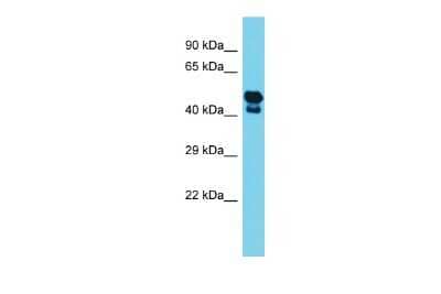 Western Blot: SRPX Antibody [NBP2-86829] - Host: Rabbit. Target Name: Srpx. Sample Type: Mouse Muscle lysates. Antibody Dilution: 1.0ug/ml