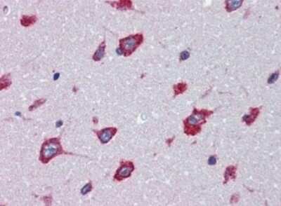 Immunohistochemistry-Paraffin: SRPX2 Antibody [NBP1-50176] - Analysis of anti-SRPX2 antibody with human brain, cortex at concentration 10 ug/ml.