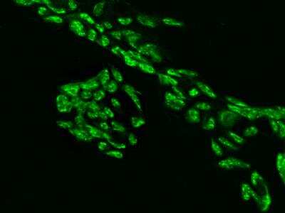 Immunocytochemistry/Immunofluorescence: SRRM1 Antibody [NBP3-06341] - Immunofluorescence staining of SRRM1 in HEK293 cells. Cells were fixed with 4% PFA, permeabilzed with 0.1% Triton X-100 in PBS,blocked with 10% serum, and incubated with rabbit anti-Human SRRM1 polyclonal antibody (dilution ratio 1:200) at  4 degrees celsius overnight. Then cells were stained with the Alexa Fluor (TM) 488-conjugated Goat Anti-rabbit IgG secondary antibody (green). Positive staining was localized to Nucleus.