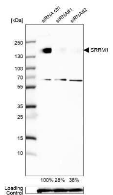 Western Blot: SRRM1 Antibody [NBP2-57064] - Analysis in U2OS cells transfected with control siRNA, target specific siRNA probe #1 and #2,. Remaining relative intensity is presented. Loading control: Anti-GAPDH.