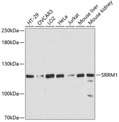 Western Blot: SRRM1 Antibody [NBP2-93715] - Analysis of extracts of various cell lines, using SRRM1 at 1:3000 dilution. Secondary antibody: HRP Goat Anti-Rabbit IgG (H+L) at 1:10000 dilution. Lysates/proteins: 25ug per lane. Blocking buffer: 3% nonfat dry milk in TBST. Detection: ECL Basic Kit . Exposure time: 90s.