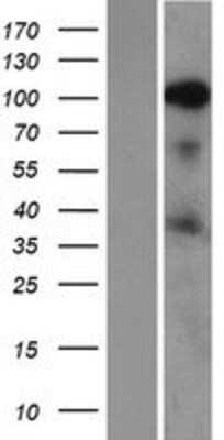 Western Blot: SRRM1 Overexpression Lysate (Adult Normal) [NBP2-07693] Left-Empty vector transfected control cell lysate (HEK293 cell lysate); Right -Over-expression Lysate for SRRM1.