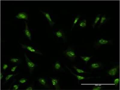 Immunocytochemistry/Immunofluorescence: SRp55 Antibody (5G6) [H00006431-M02] - Analysis of monoclonal antibody to SFRS6 on HeLa cell . Antibody concentration 10 ug/ml.