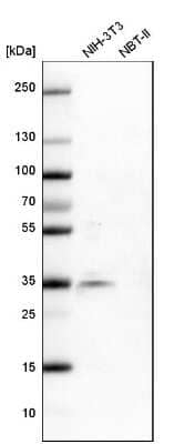 Western Blot: SRp55 Antibody [NBP1-90043] - Analysis in mouse cell line NIH-3T3 and rat cell line NBT-II.