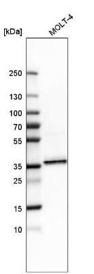 Western Blot SRp55 Antibody