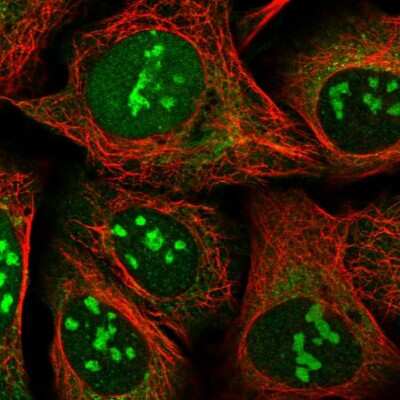 Immunocytochemistry/Immunofluorescence: SS18L2 Antibody [NBP2-13386] - Immunofluorescent staining of human cell line U-2 OS shows localization to nucleus, nucleoli & mitochondria.