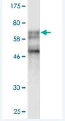 Western Blot: SSB Antibody (3H7-F7) [H00006741-M02] - Detection against Immunogen (70.62 KDa) .