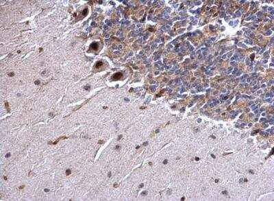 Immunohistochemistry-Paraffin: SSB Antibody [NBP1-33549] -  Paraffin-embedded rat hind brain.  SSB antibody dilution: 1:1000.