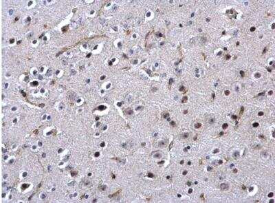 Immunohistochemistry-Paraffin: SSB Antibody [NBP1-33549] -  Paraffin-embedded mouse fore brain.  SSB antibody dilution: 1:1000.