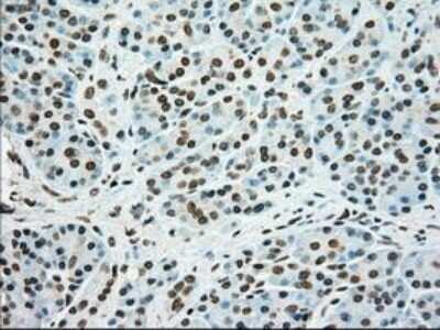 Immunohistochemistry: SSB Antibody (OTI2C8) - Azide and BSA Free [NBP2-74356] - Staining of paraffin-embedded Human pancreas tissue using anti-SSB mouse monoclonal antibody.