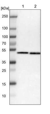 Western Blot: SSB Antibody [NBP1-82851] - Lane 1: NIH-3T3 cell lysate (Mouse embryonic fibroblast cells). Lane 2: NBT-II cell lysate (Rat Wistar bladder tumor cells).