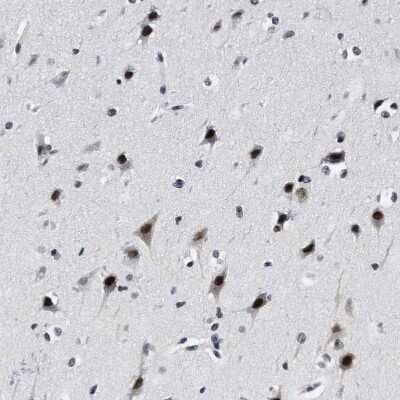 Immunohistochemistry-Paraffin: SSBIP1/SOSS-C Antibody [NBP1-81682] - Staining of human cerebral cortex shows strong nuclear positivity in neurons.