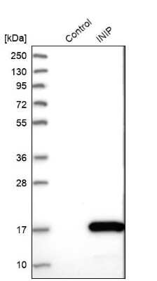 <b>Orthogonal Strategies Validation. </b>Western Blot: SSBIP1/SOSS-C Antibody [NBP1-81682] - Analysis in control (vector only transfected HEK293T lysate) and INIP over-expression lysate (Co-expressed with a C-terminal myc-DDK tag (3.1 kDa) in mammalian HEK293T cells).