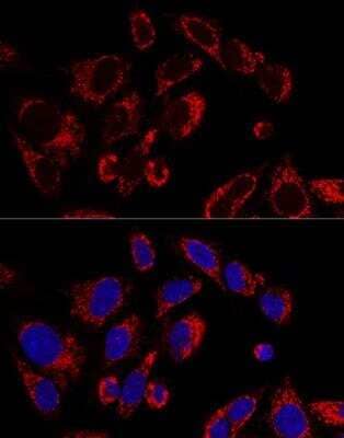 Immunocytochemistry/Immunofluorescence: SSBP1 Antibody [NBP2-95237] - Analysis of U2OS cells using SSBP1 Polyclonal Antibody at dilution of 1:100. Blue: DAPI for nuclear staining.