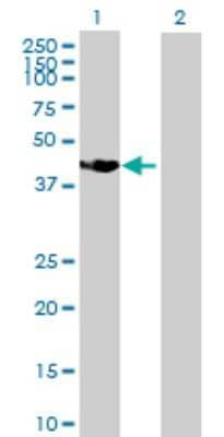 Western Blot: SSBP4 Antibody [H00170463-B01P] - Analysis of SSBP4 expression in transfected 293T cell line by SSBP4 polyclonal antibody.  Lane 1: SSBP4 transfected lysate(42.35 KDa). Lane 2: Non-transfected lysate.