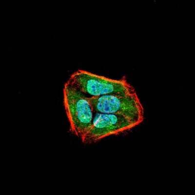 Immunocytochemistry/Immunofluorescence: SSH1 Antibody (1A5C8) [NBP2-52569] - Analysis of Hela cells using SLINGSHOT-1L mouse mAb (green). Blue: DRAQ5 fluorescent DNA dye. Red: Actin filaments have been labeled with Alexa Fluor- 555 phalloidin.