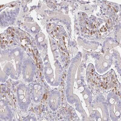 Immunohistochemistry-Paraffin SSH2 Antibody - BSA Free