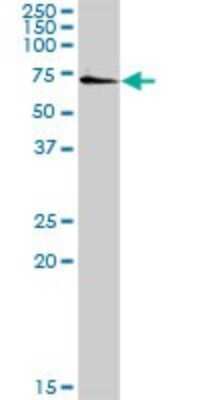 Western Blot: SSH3 Antibody [H00054961-D01P] - Analysis of SSH3 expression in mouse spleen.