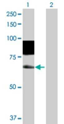 Western Blot: SSH3 Antibody [H00054961-D01P] - Analysis of SSH3 expression in transfected 293T cell line by SSH3 polyclonal antibody.Lane 1: SSH3 transfected lysate(73.00 KDa).Lane 2: Non-transfected lysate.