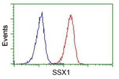 Flow Cytometry: SSX1 Antibody (OTI1E10) - Azide and BSA Free [NBP2-74362] - Analysis of Jurkat cells, using anti-SSX1 antibody, (Red), compared to a nonspecific negative control antibody (Blue).