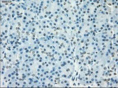 Immunohistochemistry: SSX2 Antibody (OTI4D10) - Azide and BSA Free [NBP2-74368] - Staining of paraffin-embedded pancreas tissue using anti-SSX2 mouse monoclonal antibody.