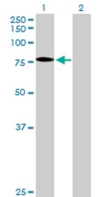 Western Blot: SSX2IP Antibody [H00117178-B01P] - Analysis of SSX2IP expression in transfected 293T cell line by SSX2IP polyclonal antibody.  Lane 1: SSX2IP transfected lysate(67.54 KDa). Lane 2: Non-transfected lysate.