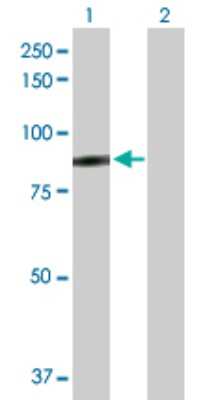 Western Blot: SSX2IP Antibody [H00117178-D01P] - Analysis of SSX2IP expression in transfected 293T cell line by SSX2IP polyclonal antibody.Lane 1: SSX2IP transfected lysate(71.30 KDa).Lane 2: Non-transfected lysate.