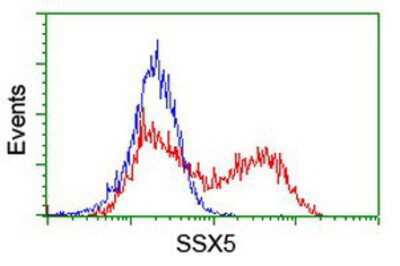 Flow Cytometry: SSX5 Antibody (3G6) [NBP2-01842] - HEK293T cells transfected with either overexpression plasmid (Red) or empty vector control plasmid (Blue) were immunostained by anti-SSX5 antibody, and then analyzed by flow cytometry.