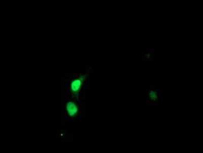 Immunocytochemistry/Immunofluorescence: SSX5 Antibody (3G6) [NBP2-01842] Staining of COS7 cells transiently transfected by pCMV6-ENTRY SSX5.