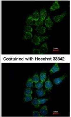Immunocytochemistry/ Immunofluorescence ST3 beta-Gal alpha-2,3-Sialyltransferase 1/ST3GAL1/SIAT4A Antibody - Azide and BSA Free