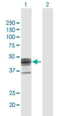 Western Blot ST3 beta-Gal alpha-2,3-Sialyltransferase 1/ST3GAL1/SIAT4A Antibody - Azide and BSA Free