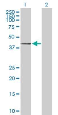 Western Blot: ST3 beta-Gal alpha-2,3-Sialyltransferase 1/ST3GAL1/SIAT4A Antibody [H00006482-D01P] - Analysis of ST3GAL1 expression in transfected 293T cell line by ST3GAL1 polyclonal antibody.Lane 1: ST3GAL1 transfected lysate(39.10 KDa).Lane 2: Non-transfected lysate.