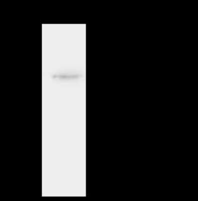 Immunoprecipitation: ST3 beta-Gal alpha-2,3-Sialyltransferase 2/ST3GAL2 Antibody [NBP2-98478] - ST3 beta-Gal alpha-2,3-Sialyltransferase 2/ST3GAL2 was immunoprecipitated using: Lane A: 0.5 mg U251MG Whole Cell Lysate 1 ul anti-ST3 beta-Gal alpha-2,3-Sialyltransferase 2/ST3GAL2 rabbit polyclonal antibody and 60 ug of Immunomagnetic beads Protein A/G.  Primary antibody: Anti-ST3 beta-Gal alpha-2,3-Sialyltransferase 2/ST3GAL2 rabbit polyclonal antibody, at 1:500 dilution. Secondary antibody: Clean-Blot IP Detection Reagent (HRP) at 1:1000dilution. Developed using the ECL technique. Performed under reducing conditions. Predicted band size: 43 kDa. Observed band size: 45 kDa