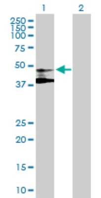 Western Blot: ST3GAL3 Antibody [H00006487-B01P] - Analysis of ST3GAL3 expression in transfected 293T cell line by ST3GAL3 polyclonal antibody.  Lane 1: ST3GAL3 transfected lysate(42.9 KDa). Lane 2: Non-transfected lysate.